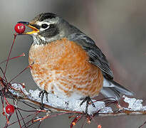 American Robin