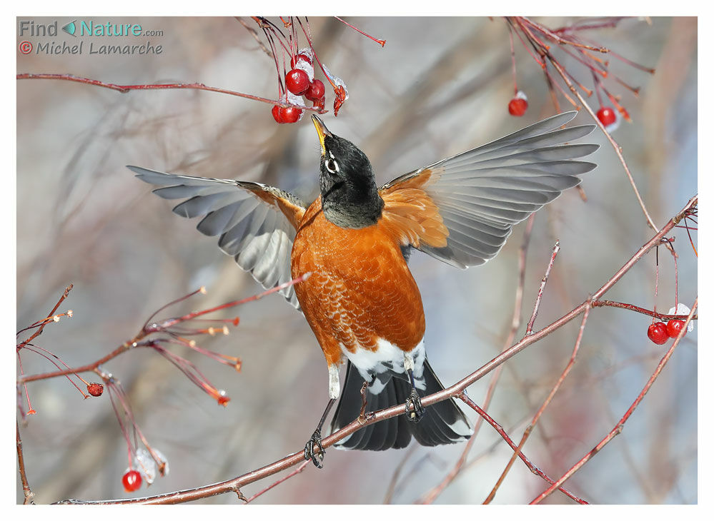 American Robin