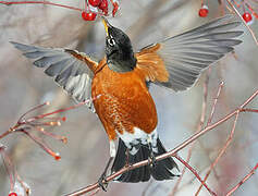 American Robin