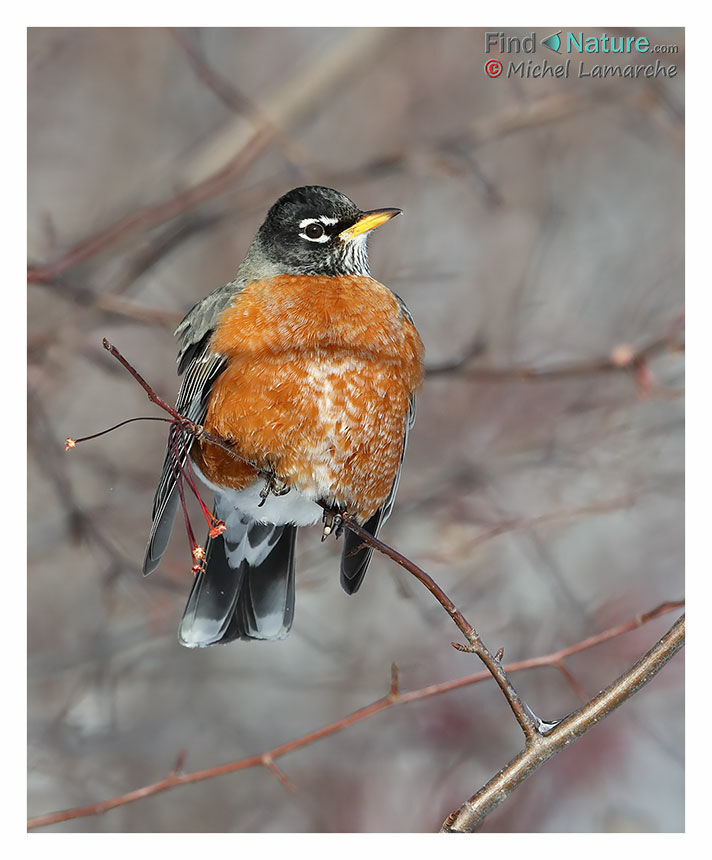 American Robin