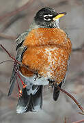 American Robin