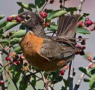 American Robin