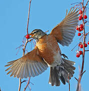 American Robin