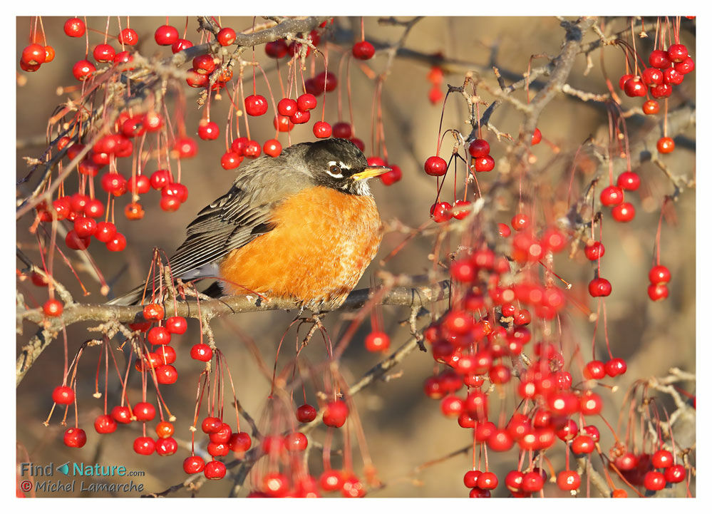 American Robin