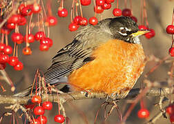 American Robin