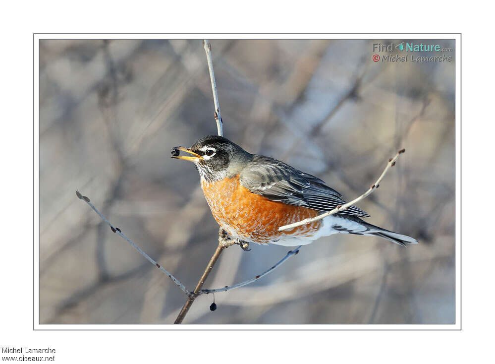 American Robinadult transition, feeding habits