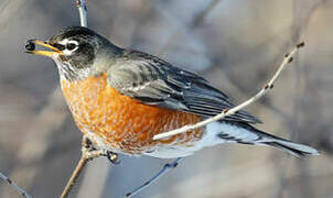 American Robin