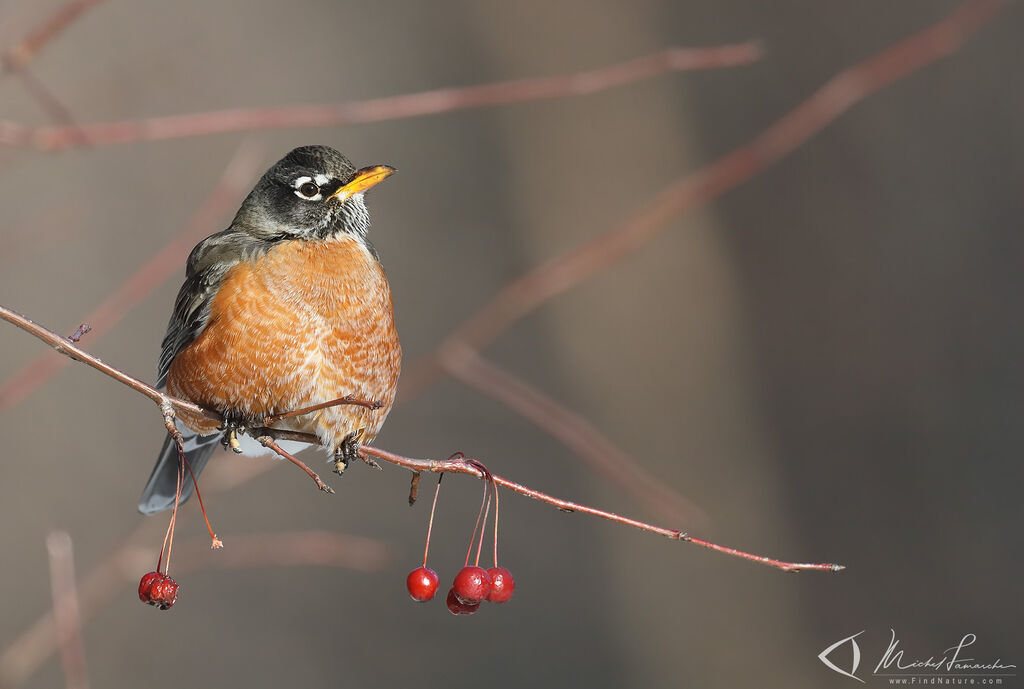 American Robin