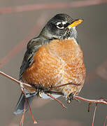 American Robin