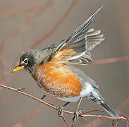 American Robin