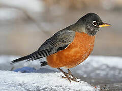 American Robin