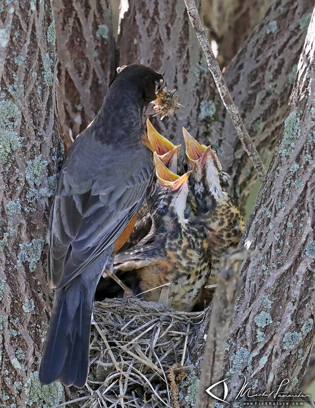 American Robin, Reproduction-nesting