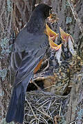 American Robin