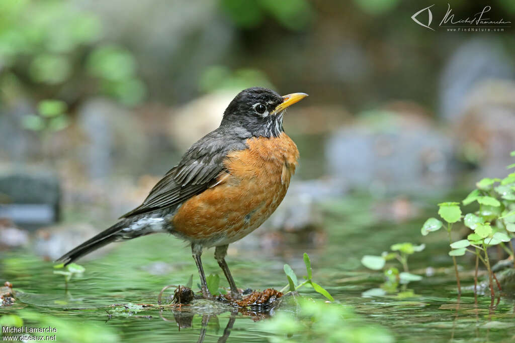 American Robin female adult