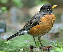 American Robin