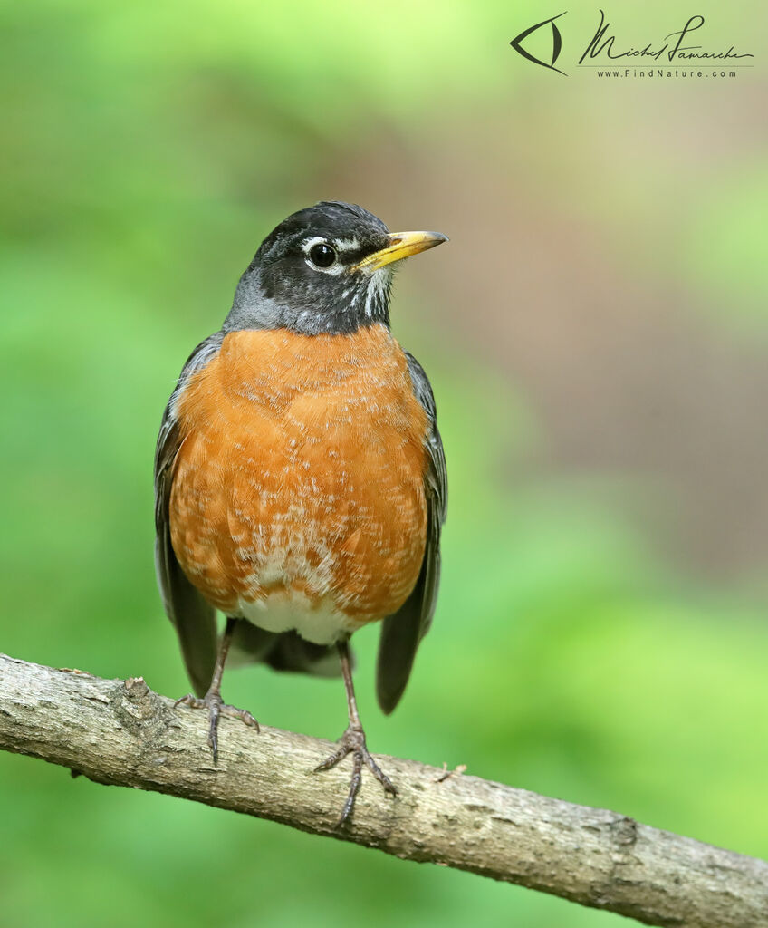 American Robin