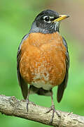 American Robin