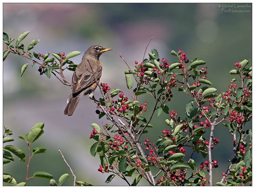 American Robin