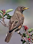 American Robin