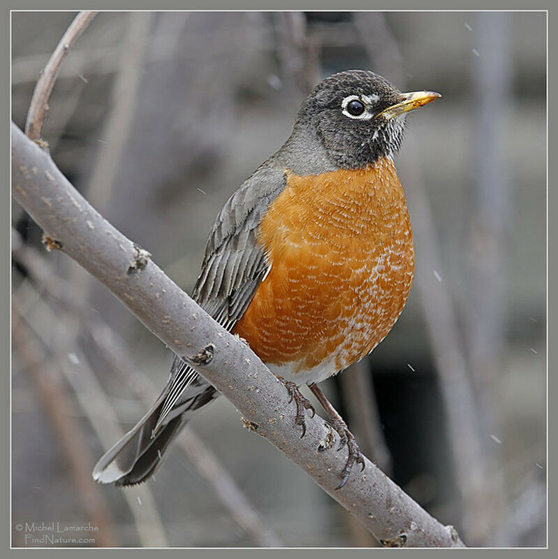 American Robin