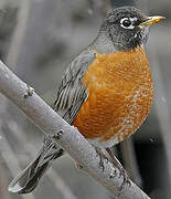 American Robin