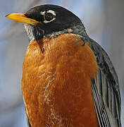 American Robin