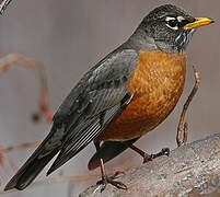 American Robin