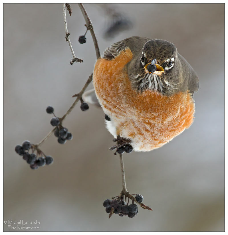 American Robin