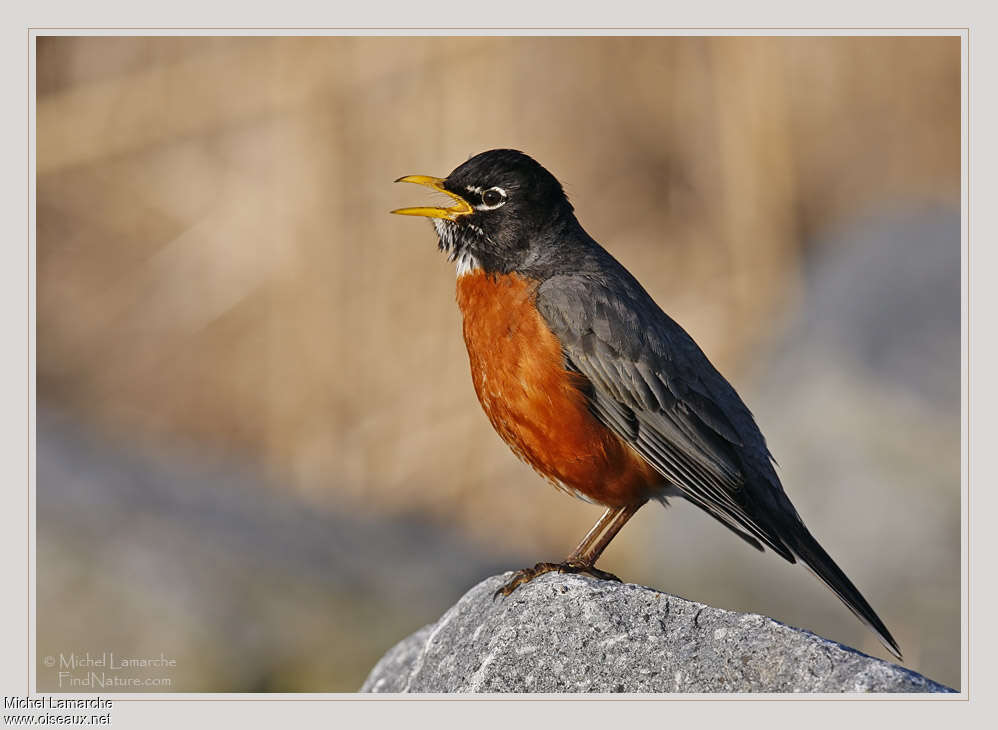 American Robin male adult, song