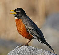 American Robin