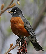 American Robin