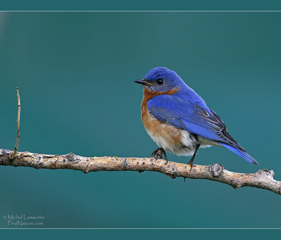 Eastern Bluebird male adult breeding