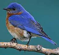 Eastern Bluebird