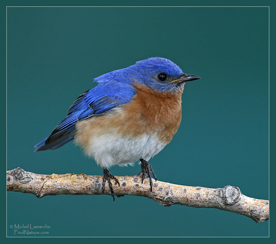 Eastern Bluebird male adult breeding