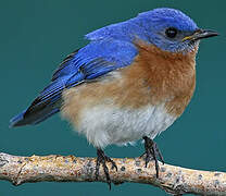 Eastern Bluebird