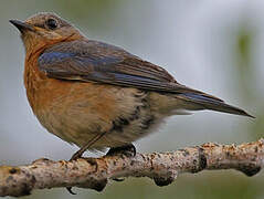 Eastern Bluebird