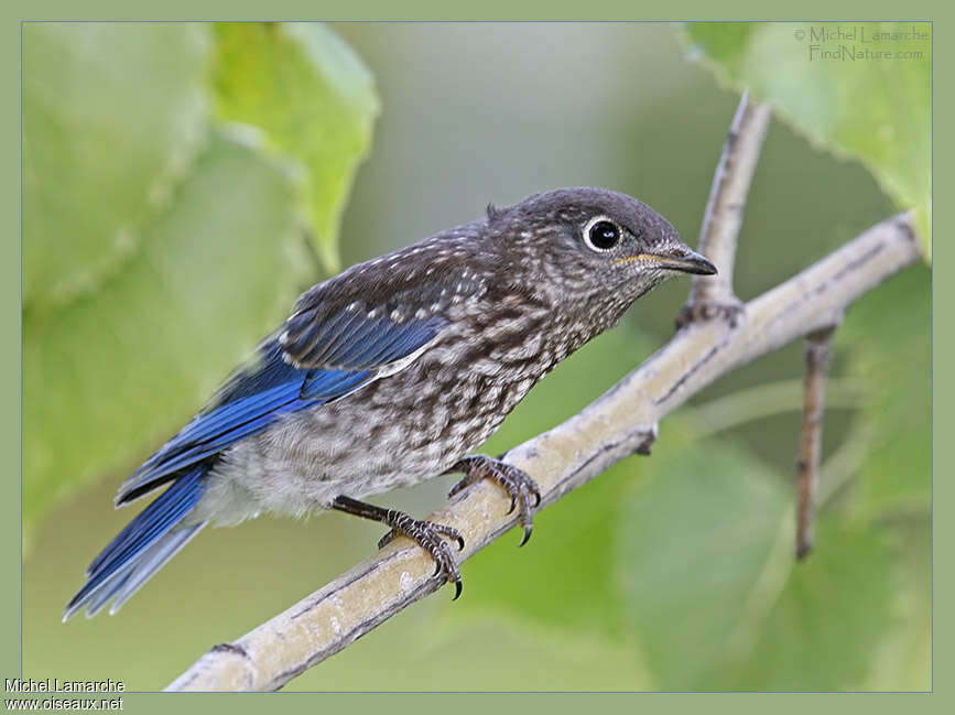 Merlebleu de l'Estjuvénile, identification