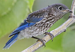 Eastern Bluebird