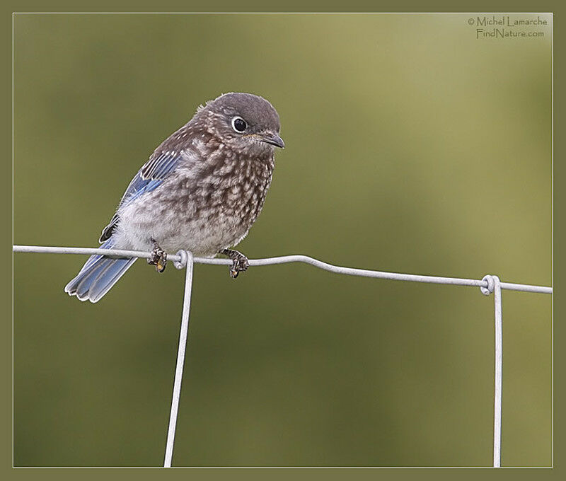 Eastern Bluebirdjuvenile