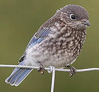 Eastern Bluebird