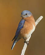 Eastern Bluebird