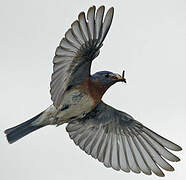 Eastern Bluebird