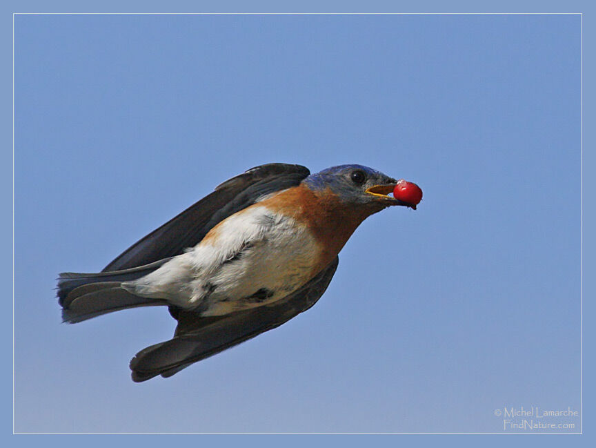 Eastern Bluebird male adult