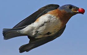 Eastern Bluebird