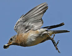 Eastern Bluebird