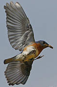 Eastern Bluebird