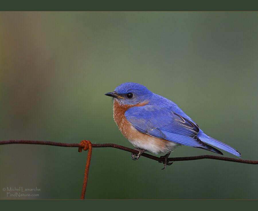 Eastern Bluebird