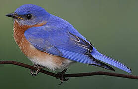 Eastern Bluebird