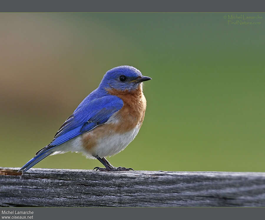 Eastern Bluebird male adult breeding, identification