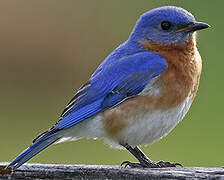 Eastern Bluebird